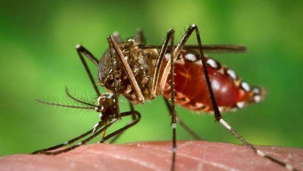 El virus Zika, la enfermedad recién detectada en América Latina