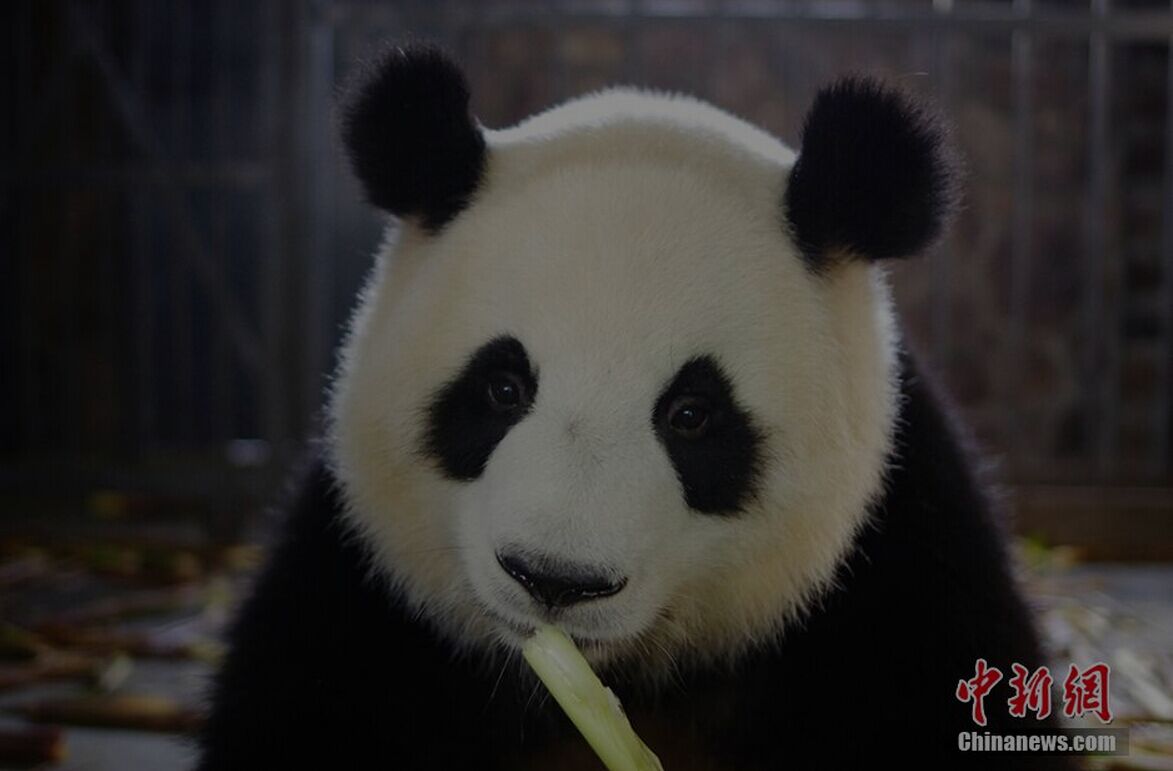 Primer par de gemelos de panda de 2015 nacen en Chengdu