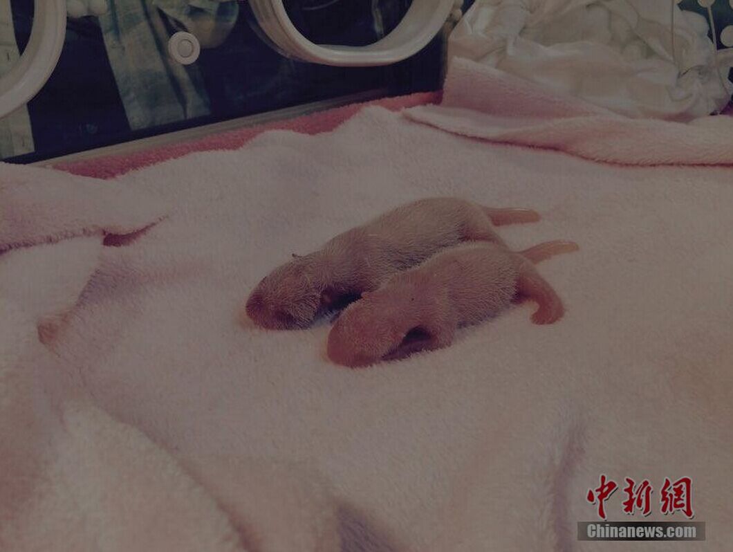 Primer par de gemelos de panda de 2015 nacen en Chengdu