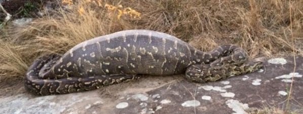 Serpiente muere al tragarse un puercoespín de 13 kilos