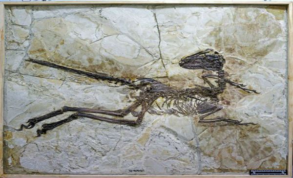Descubren en China un fósil de dinosaurio emplumado desconocido