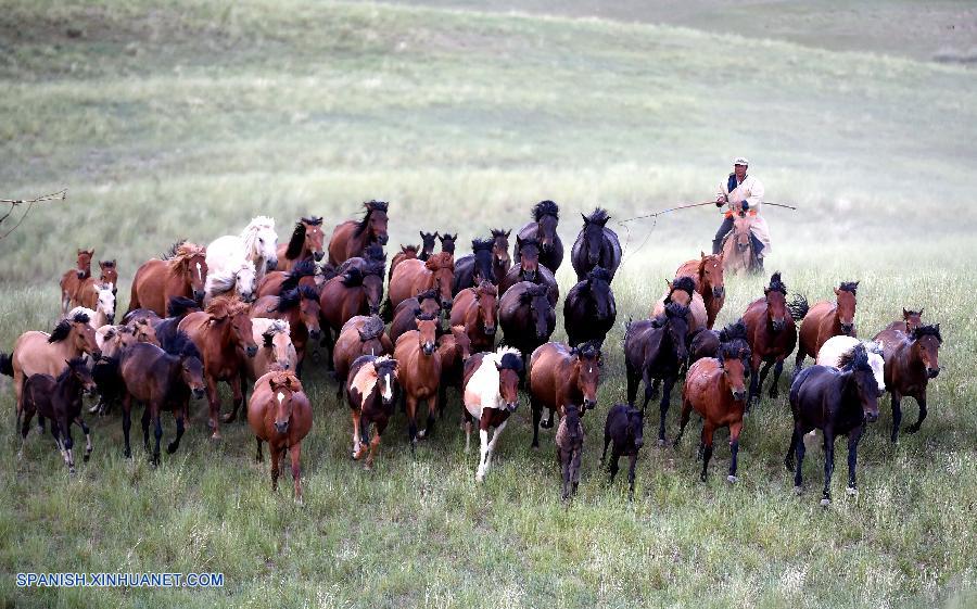 caballos en praderas en Condado Baoligen de Xilinhot 2