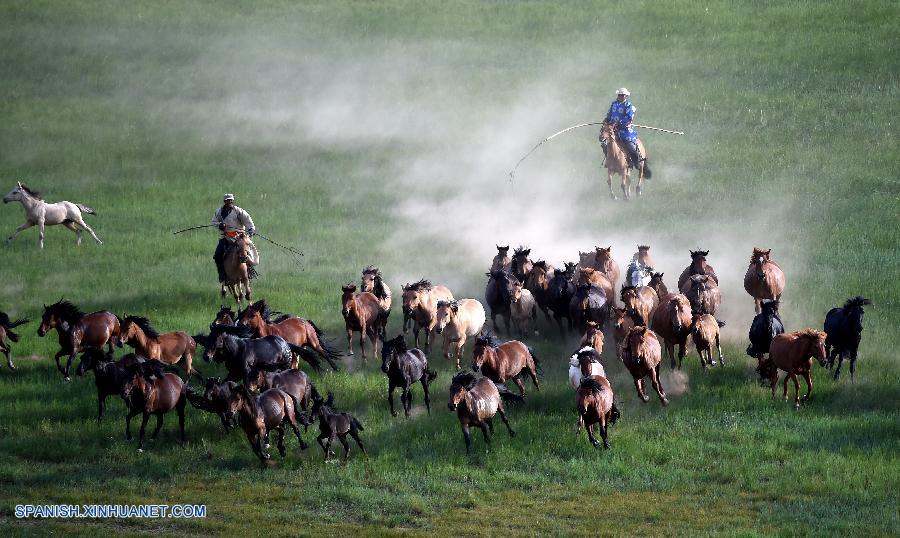 caballos en praderas en Condado Baoligen de Xilinhot 4
