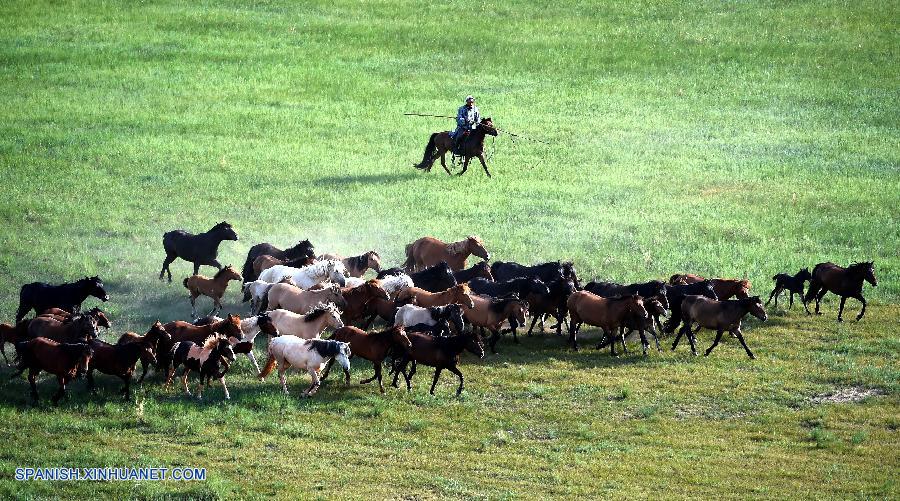 caballos en praderas en Condado Baoligen de Xilinhot 7