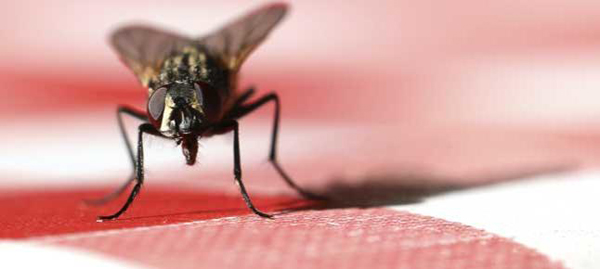 Ecologistas alertan de la liberación de moscas modificadas genéticamente