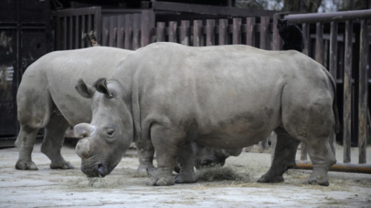 Muere uno de los cinco rinocerontes blancos que quedaban en el mundo
