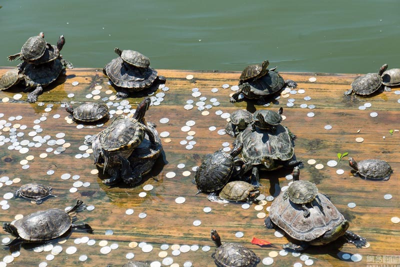 Las tortugas se "apoderan" de un templo