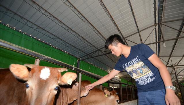 Un joven cowboy chino hace crecer su ganado con cerveza y música