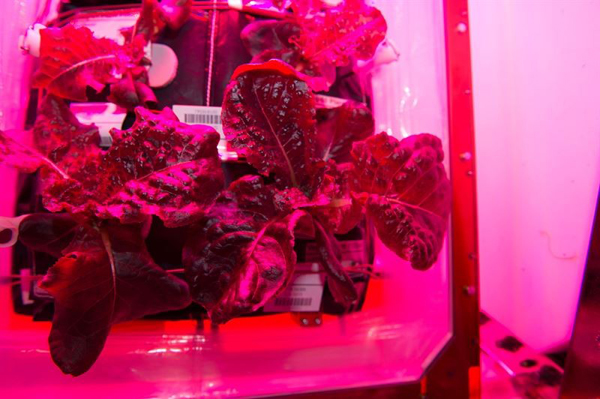 La tripulación de la EEI come lechuga cultivada en el espacio