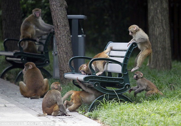 Los monos huyen del calor hacia zonas residenciales