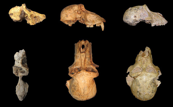 Encuentran los fósiles de babuinos más antiguos