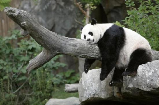 Panda gigante de Washington podría dar a luz pronto