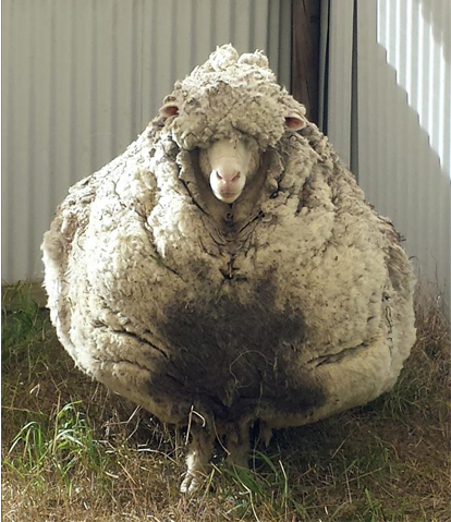 Un australiano esquila 42,3 Kg de lana a una oveja