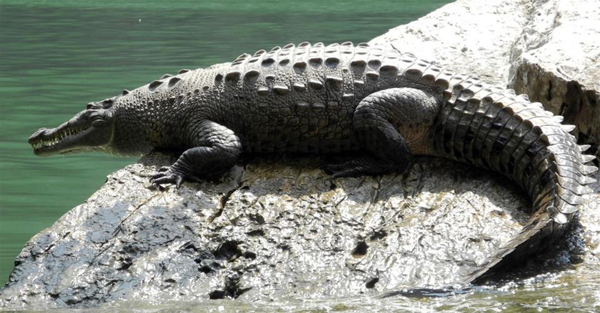 Crece la población de cocodrilos en México