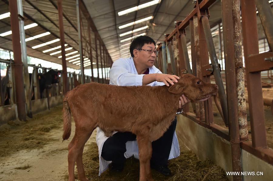 Vaca clonada da a luz un becerro sano