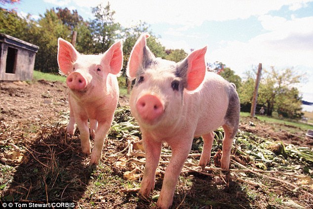 Empresa china vende mini cerdos de gene-editado como mascotas