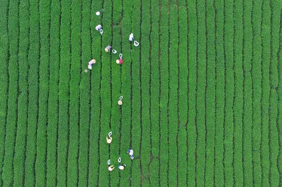 Plantadores de té cosechan té en el pueblo Juyuan, condado Anxi, provincia de Fujian, el 8 de octubre de 2015. [Foto/Xinhua]