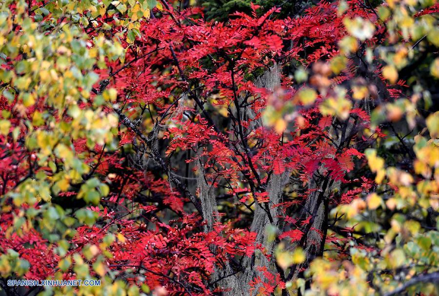 Yunnan: Paisaje de otoño en Parque Nacional Potatso en Shangri-la