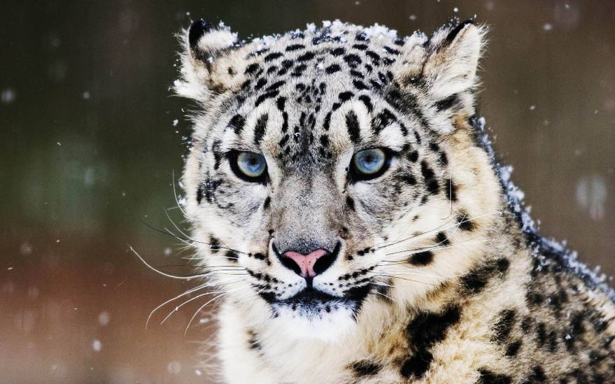Cambio climático amenaza hábitat de leopardos de las nieves: WWF