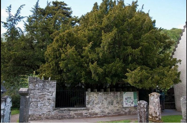 El árbol más viejo de Reino Unido cambia de sexo