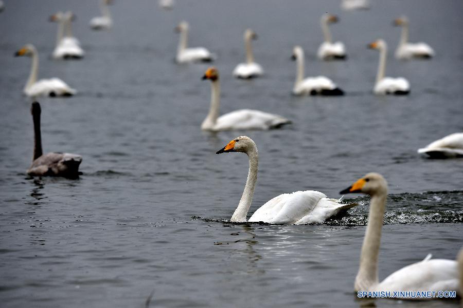 Cisnes cantores silvestres en humedal de Shanxi