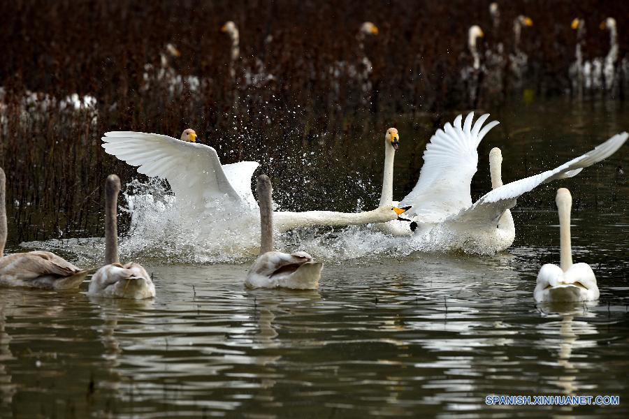 Cisnes cantores silvestres en humedal de Shanxi