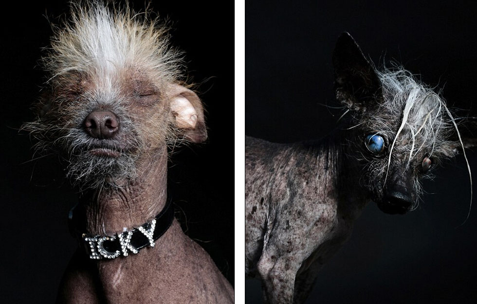 Fotógrafo hace una serie de retratos para los 13 perros que ganaron el Concurso al Perro Más Feo del Mundo 2015.