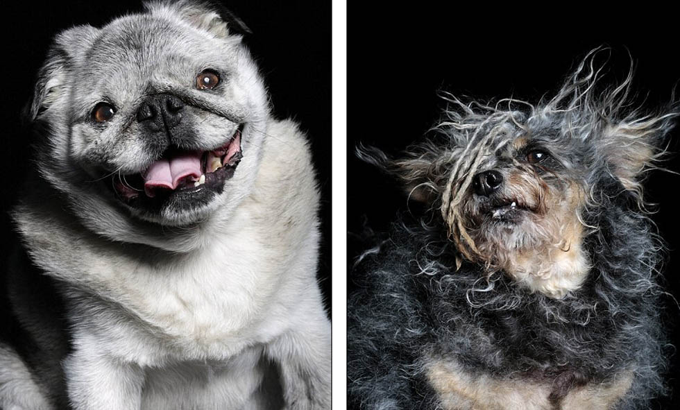 El fotógrafos dice que estos perros muestran la gente un nuevo concepto de belleza.