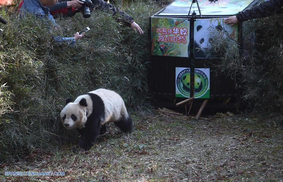 Liberada en la naturaleza panda Hua Jiao