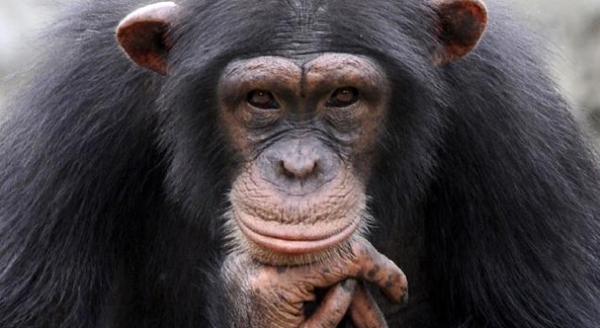 EEUU pone fin al uso de chimpancés para investigación médica