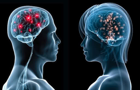 Científicos revelan la diferencia en inteligencia entre el hombre y la mujer