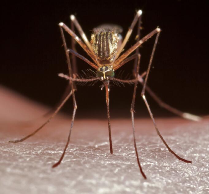 Investigadores de EEUU crean mosquitos con gen de combate a malaria