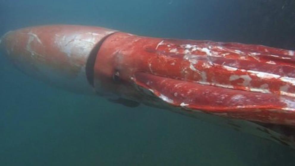Descubren un calamar gigante en las costas de Japón