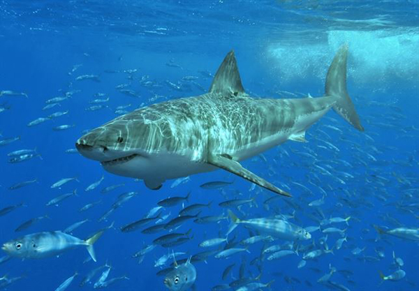 Los tiburones utilizan el olfato para guiarse en su navegación