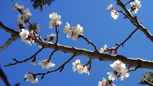 Los almendros florecerán 20 días antes por el cambio climático