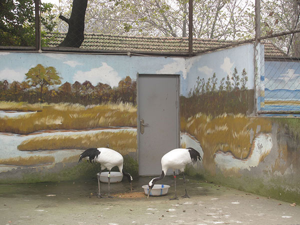 Dos grúas en su guarida que ha sido decoradapor estudiantes de arte. Zoológico de Chengdu. (Foto: Huang Zhiling)