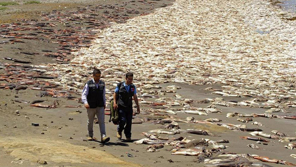 Encuentran miles de calamares muertos en una costa de Chile
