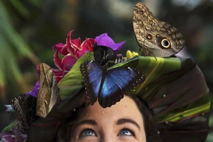 El florido sombrero que atrae a las exóticas mariposas del jardín Wisley