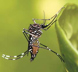 Agencia de salud de UE: Reportan virus transmitido por mosquito en 23 países