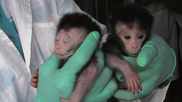 Diseñan el primer modelo de primates para investigar el autismo