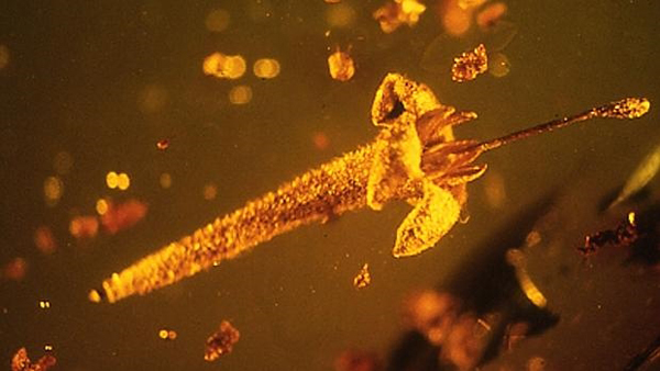 Descubren una flor extinta atrapada en un ámbar de hace 15 millones de años