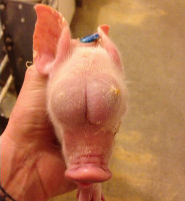 Un cerdo nacido con los testículos en el lugar de los ojos desconcierta a la ciencia veterinaria