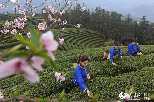 Agricultores de té recogen la primera cosecha de primavera en Guangxi