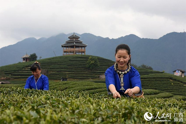 Agricultores de té recogen la primera cosecha de primavera en Guangxi