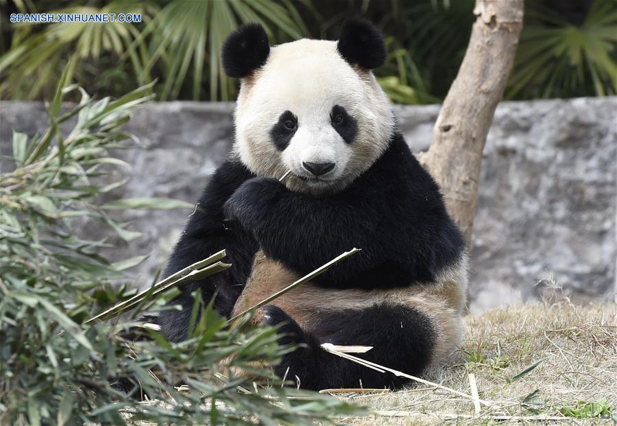 Pareja de pandas chinos, listos para nueva vida en República de Corea