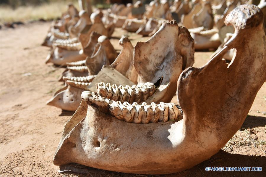 Foto tomada el 1 de marzo 2016 muestra los huesos de las mandíbulas elefantes que murieron de la caza furtiva, en el campamento STE en la reserva nacional de Samburu, Kenia.(Xinhua/Sun Ruibo)