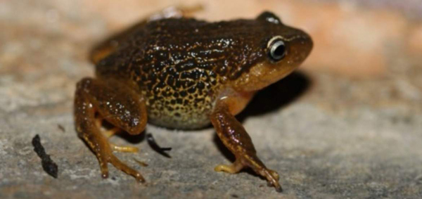 Descubren una nueva especie de rana en Colombia