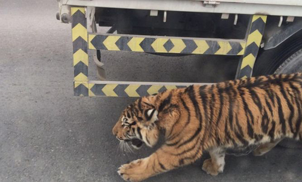 Un tigre amenaza a Catar