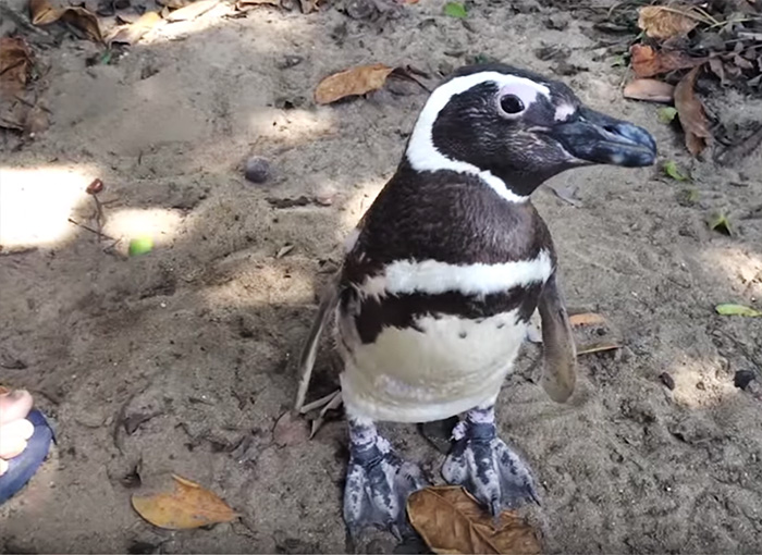 Pingüino nada 8.000 km cada año para visitar a su salvador brasileño