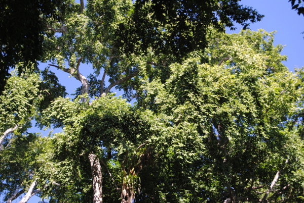 El árbol Ramón puede ser clave contra el hambre y el cambio climático